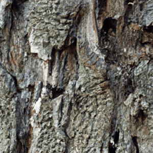 A close up of the bark of a tree.