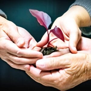 Two hands holding a plant.