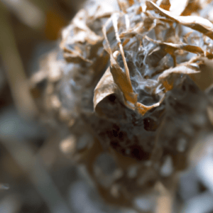 A close up of a dried flower.